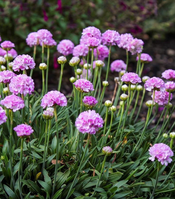 8" Armeria Pseudarmeria Dreameria 'Sweet Dreams' - 1015136