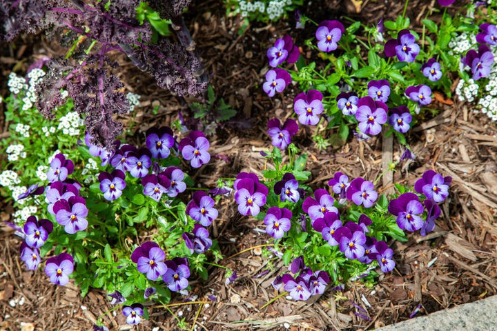 1G Viola Penny™ 'Denim Jump Up' Penny™ Denim Jump Up Viola 1008114
