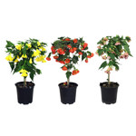 7.5" Abutilon Flowering Maple Tree - Standard Assorted Styles ( Sold Individually ) - P1645