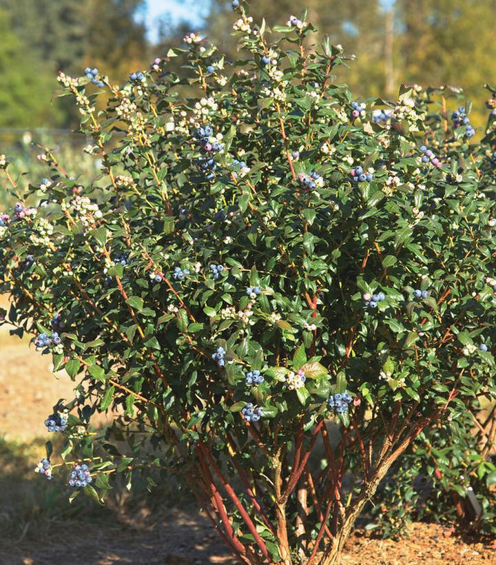 2G Vaccinium x Perpetua® ('ORUS-61-1') Perpetua® Blueberry: Patent PP24209 1007669