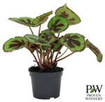 5" PW Begonia Criss Cross - G0634