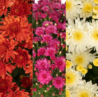 9" Combination Mum # 57 - Pamela Dark Orange / Pamela Pink / Pamela Yellow