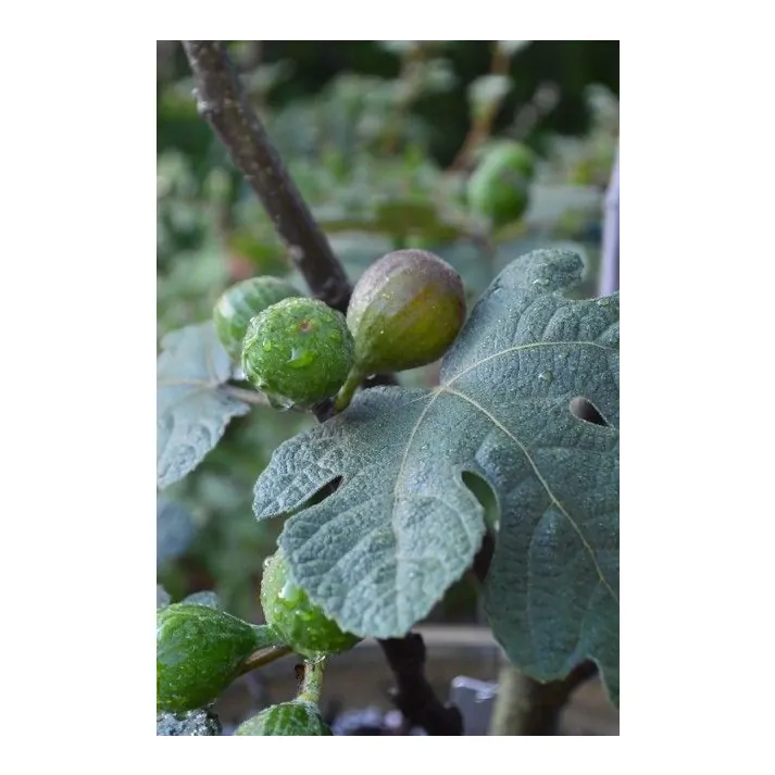3G FICUS CARICA 'BENSONHURST' Bensonhurst purple Fig 1007916