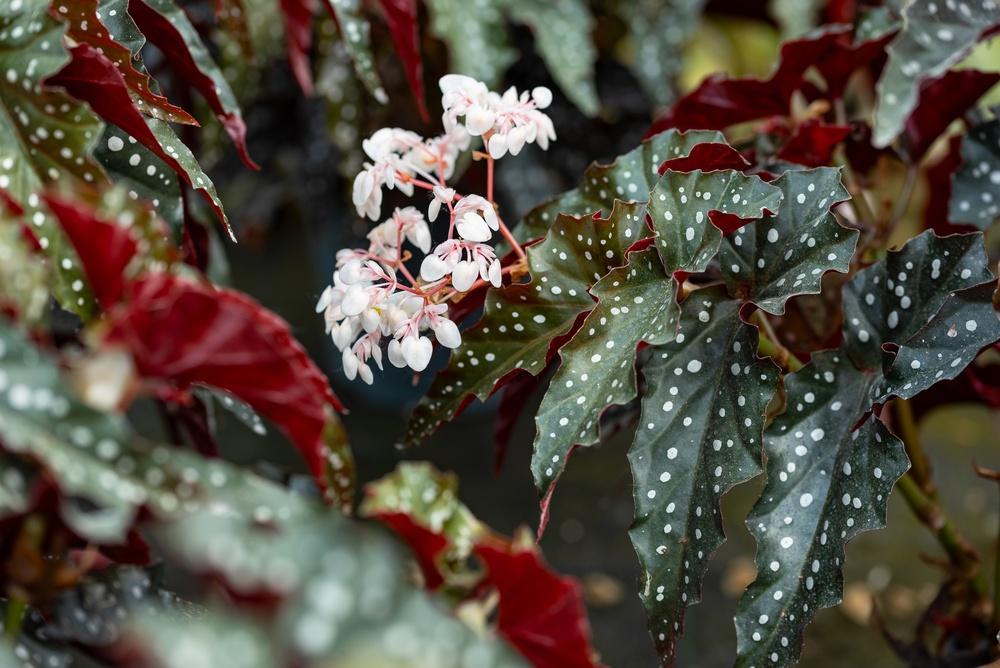 6" Begonia