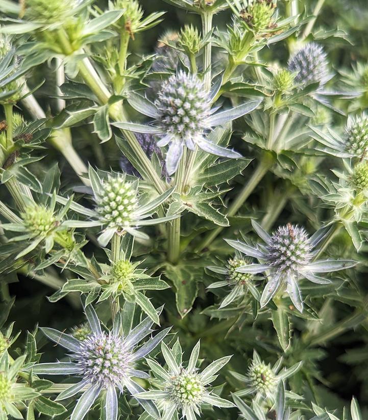 1G Eryngium 'Blue Hobbit' -  Sea Holly - 1003884