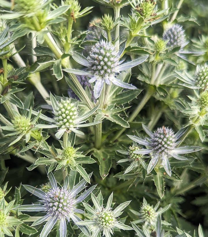 1G Eryngium 'Blue Hobbit' -  Sea Holly - 1003884