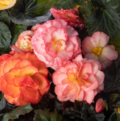 4.5" Begonia
