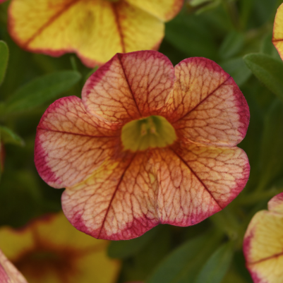 8" TP Calibrachoa