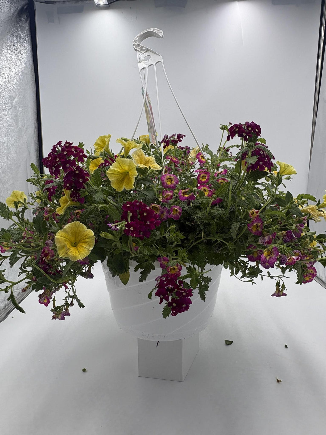 12" HB Combination Hanging Basket Locally Delivered