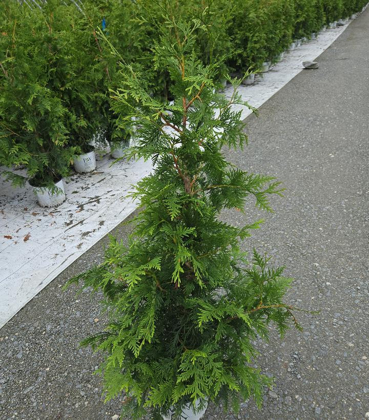 3G Thuja Plicata 'Spring Grove' - Western Arborvitae - 1014153
