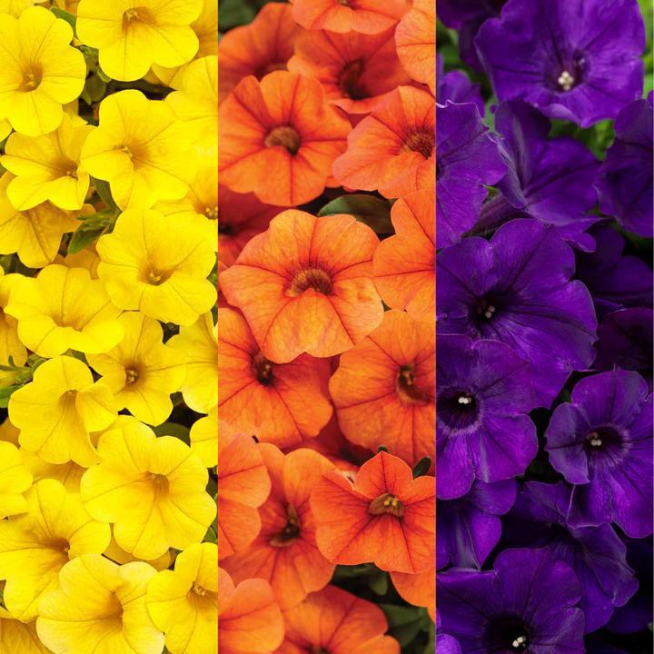 10" HB PW Fall Combination Hanging Basket Autumn Breeze