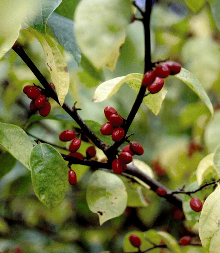 1G Lindera Benzoin 'Scarlet Lady' - Spicebush - 1008907