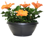 12" Hibiscus Bowl Tradewinds Assorted - T3885
