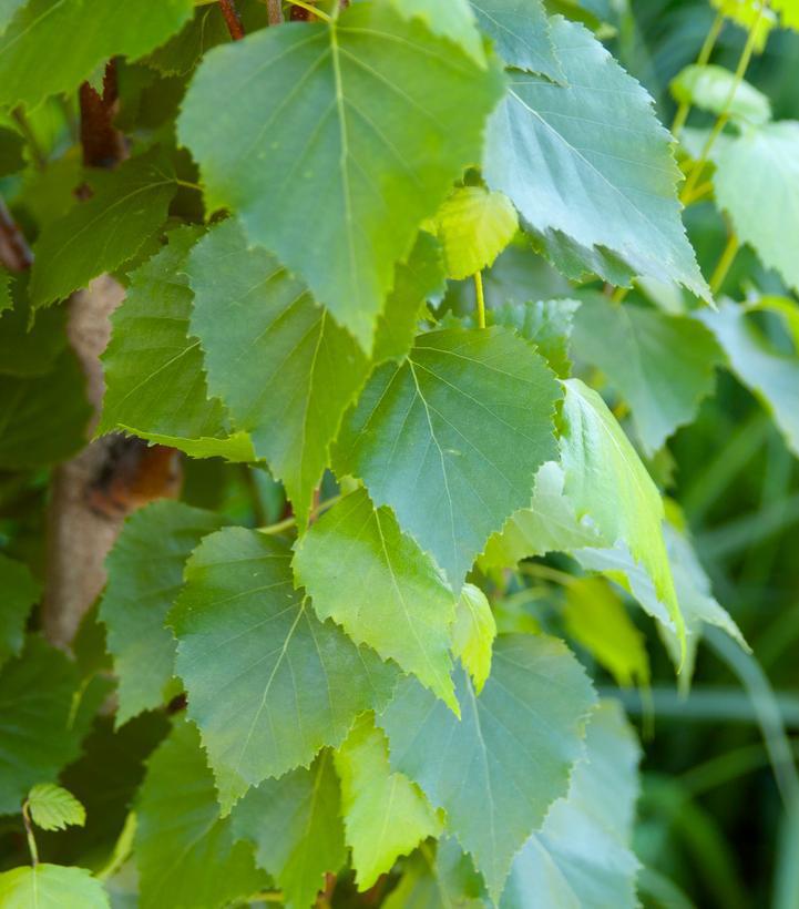 7G Betula Platyphylla 'Parkland Pillar' - Birch Tree - 1012941