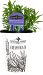 4.33" Lavender English Munstead - H0835