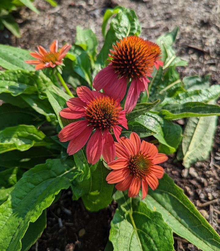 1G Echinacea 'Artisan Red Ombre' - Coneflower - 1013192