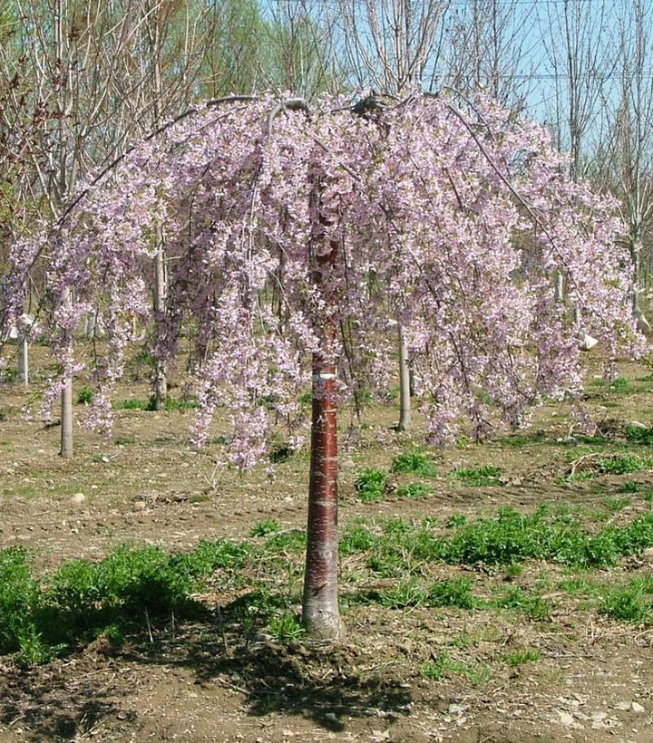 7G Prunus X 'Pink Snow Showers' - Weeping Cherry Tree - 1012589