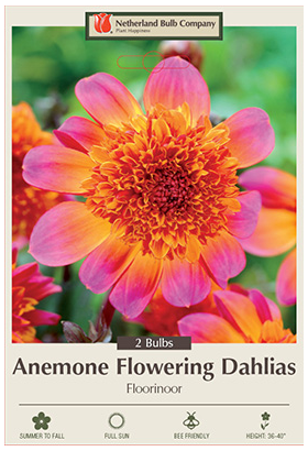 Dahlia Floorinoor Bulbs - 2 Count - 2387110770