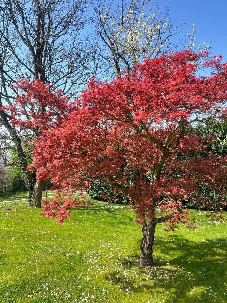 15G Acer Palmatum - Emperor I - Japanese Maple Tree 4/5' - 01490-1892