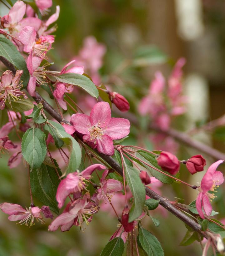 15G Malus First Edition 'Ruby Tears' - Weeping Crabapple Tree - 1005366