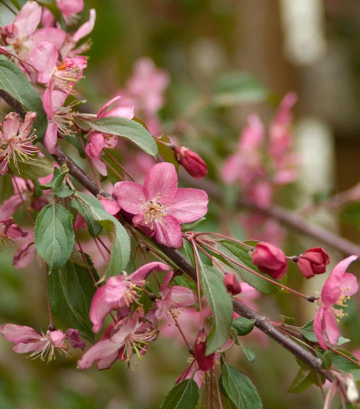 15G Malus First Edition 'Ruby Tears' - Weeping Crabapple Tree - 1005366