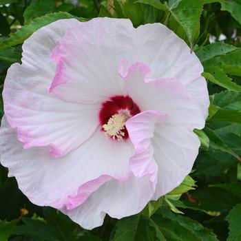 3G PW Hibiscus Summerific 'Ballet Slippers' - Rose Mallow - 1009469