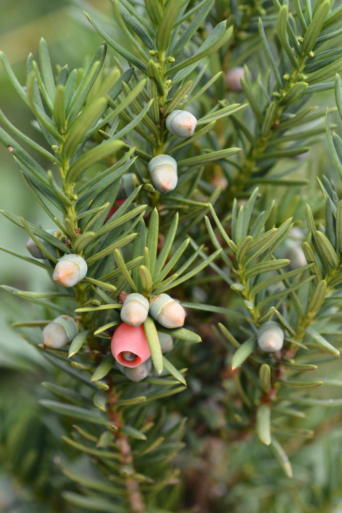 7G Taxus media 'Hicksii' Hicks Yew