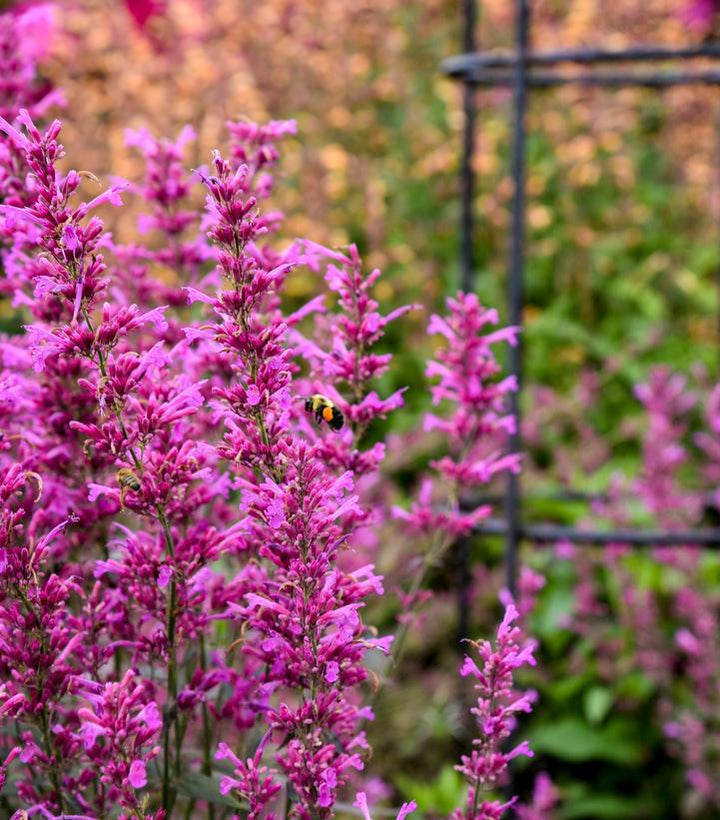 1G PW Agastache Meant to Bee 'Royal Raspberry' - Hummingbird Mint, Anise Hyssops - 1015273