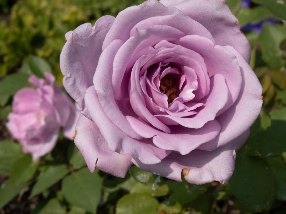 3G Rosa 'Blue Girl' Blue Girl Hybrid Tea Rose 1002823