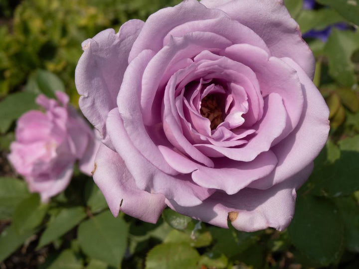 3G Rosa 'Blue Girl' Blue Girl Hybrid Tea Rose 1002823
