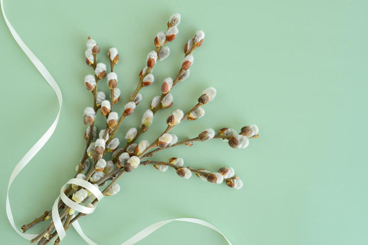 2G Salix discolor Pussy Willow 1001159