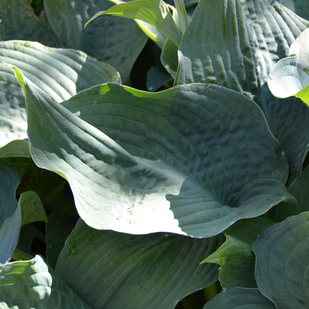 Elegans Hosta
