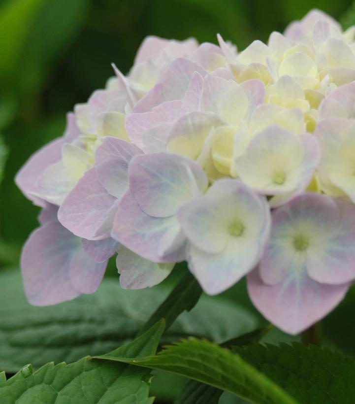 3G Hydrangea mac. 'Nantucket Blue' ('Grenan') Nantucket Blue Hydrangea 1005419 Bigleaf Mophead 1005419