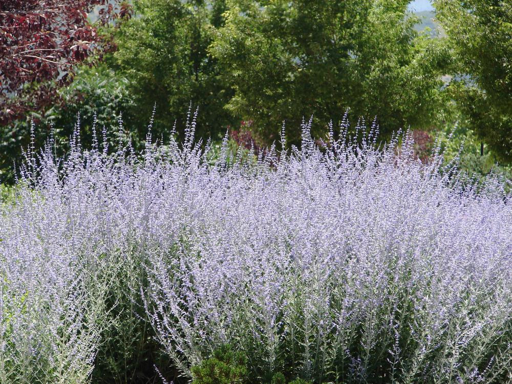 2G PEROVSKIA ATRIPLICIFOLIA Russian Sage 1000952