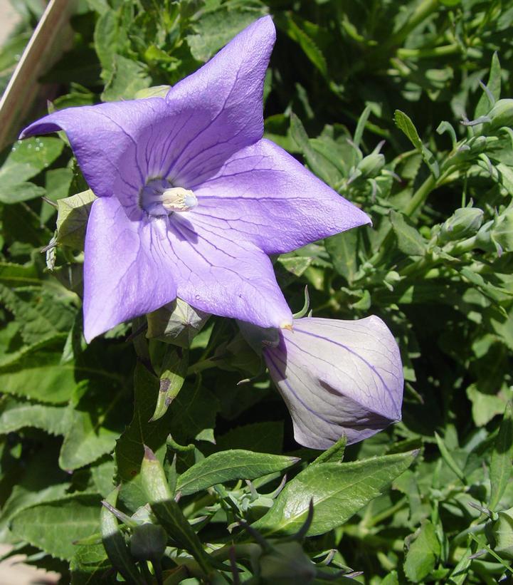 1G Platycodon grand. 'Sentimental Blue' Sentimental Blue Balloon Flower 1000968
