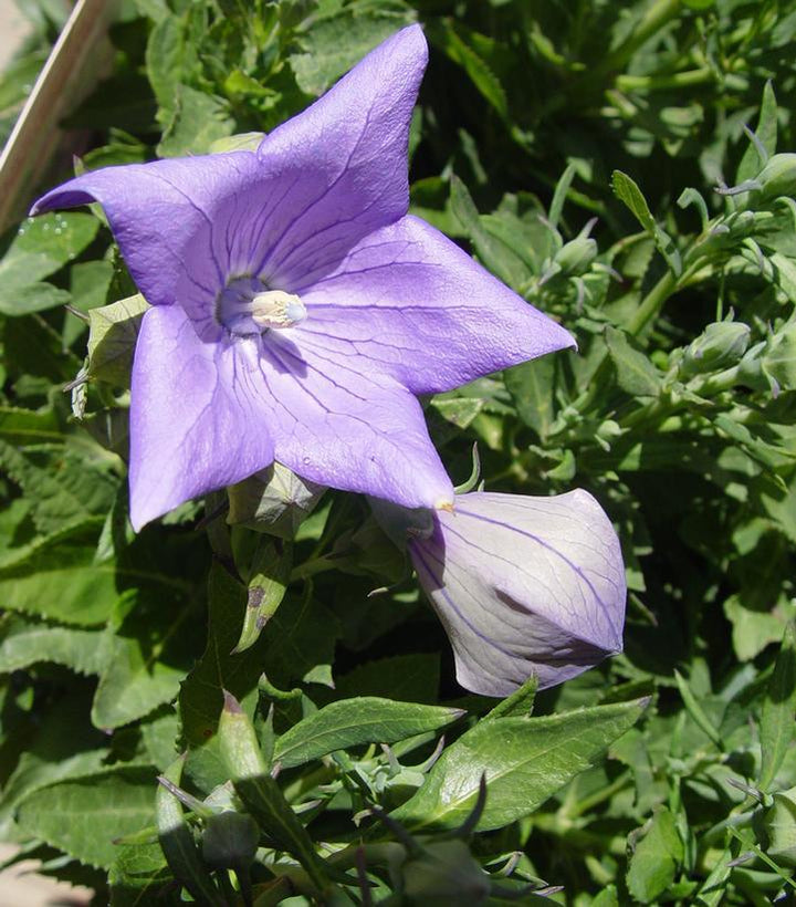 1G Platycodon grand. 'Sentimental Blue' Sentimental Blue Balloon Flower 1000968