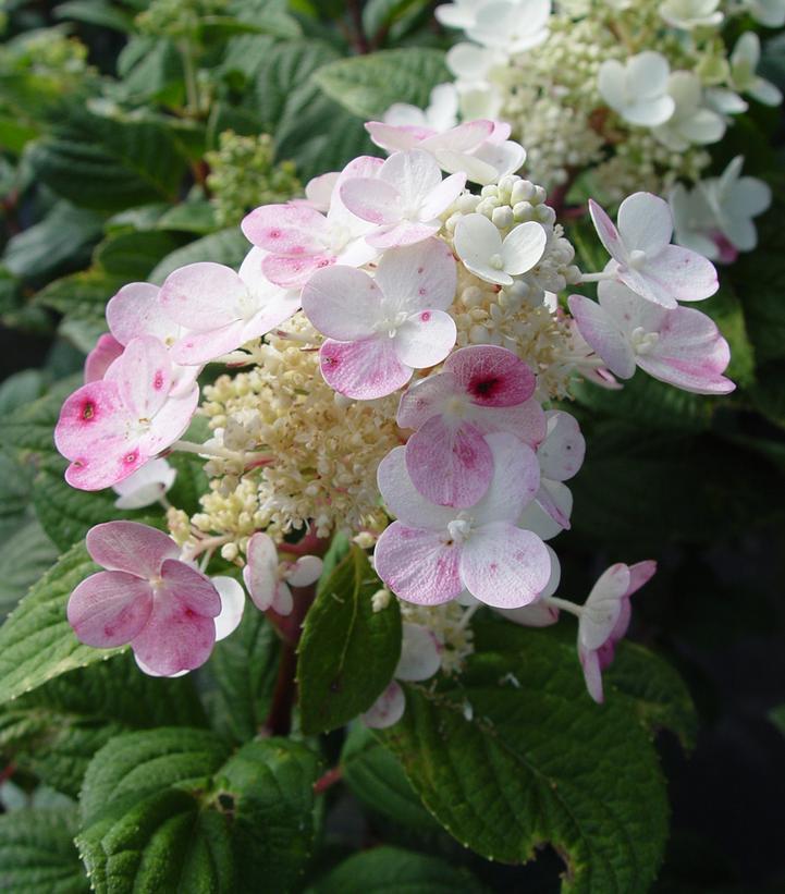 3G Hydrangea Paniculata 'Little Quick Fire' - 1007236