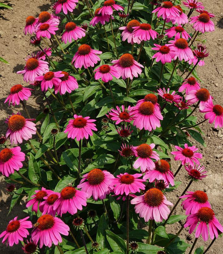 1G Echinacea Sombrero 'Rosada' Rosada Coneflower: Patent PPAF 1013371