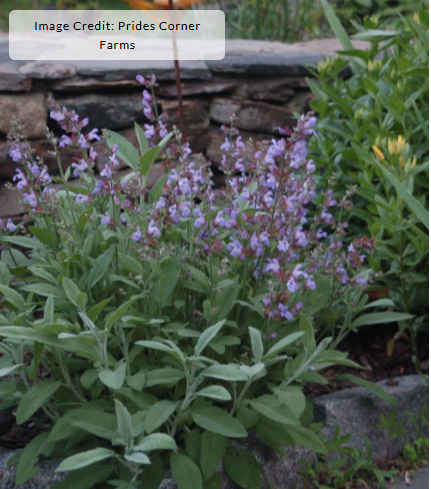 1G Salvia officinalis - Garden Sage - 1001309