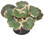 3.5" Begonia - Strawberry Saxifraga - G2313