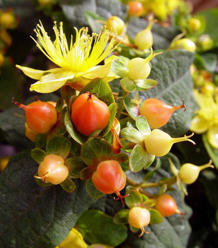 2G Hypericum inodorum Pumpkin Pumpkin St. Johns Wort 1005785