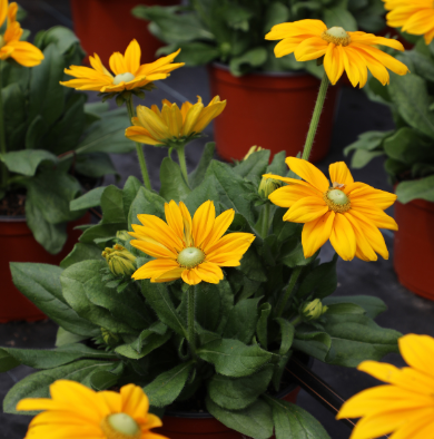 9" Rudbeckia Sunbeckia Ophelia - Black-Eyed Susan