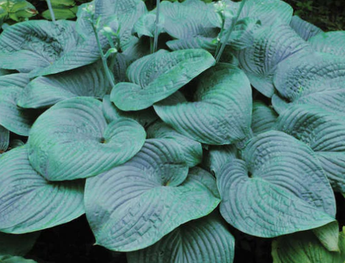 1G Hosta - Humpback Whale - 42778-0100
