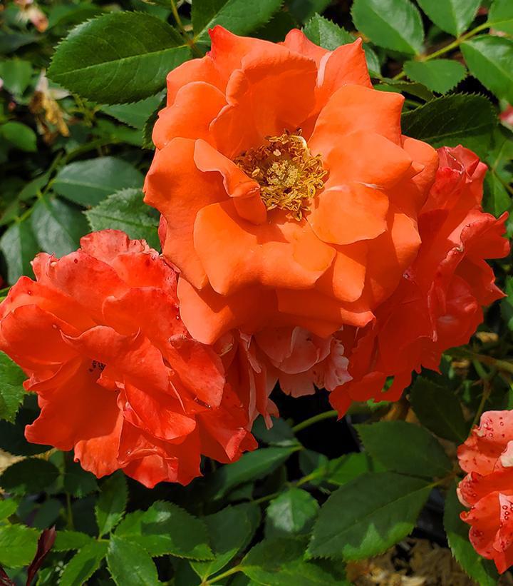 3G Rosa 'Patriot Dream' - Shrub Rose - 1015265