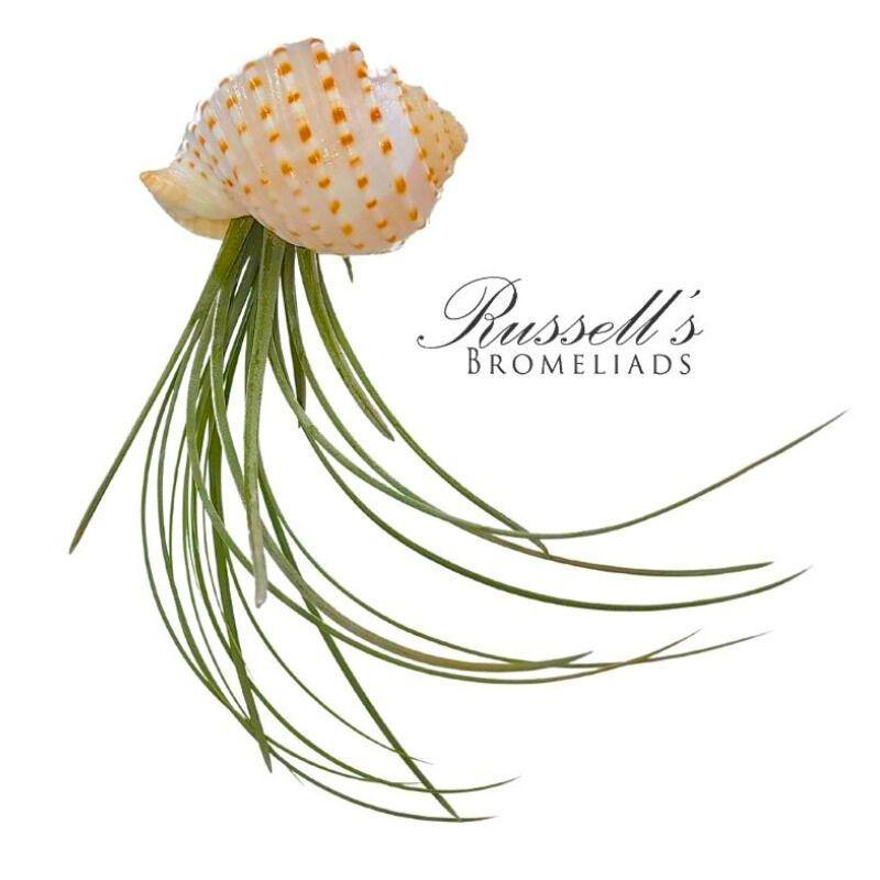 Jelly Fish Shell Tillandsia Hanging FP0009