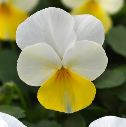 806 Viola - Sorbet Yellow Beacon