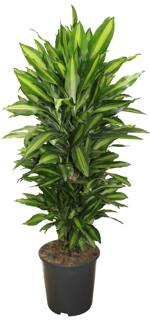 10.5" (27cm) Dracaena Variegated Branch Bundle - G4781