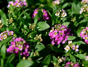 804 - 4 Pack Alyssum - Easter Bonnet Deep Pink