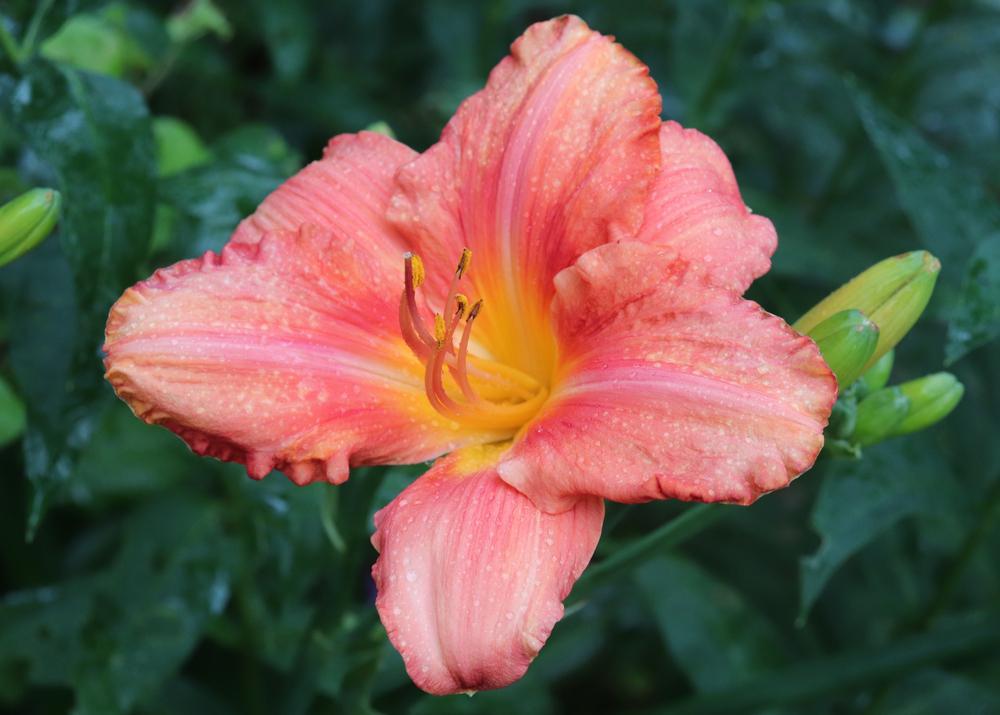 8" Hemerocallis 'South Seas' South Seas Daylily 1010874