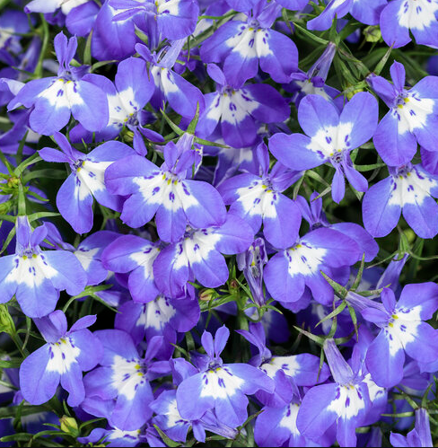 4.25" PW Laguna Royale Blue Pearl - Lobelia